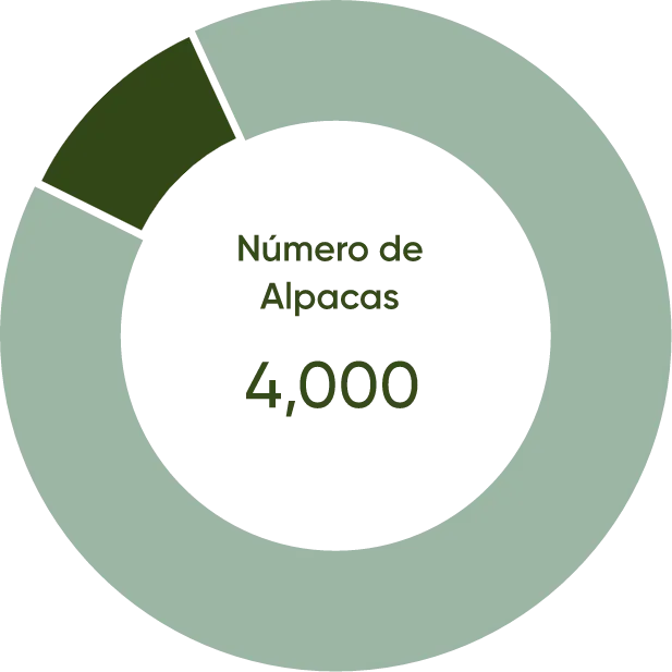 Alpaca population in Sorani