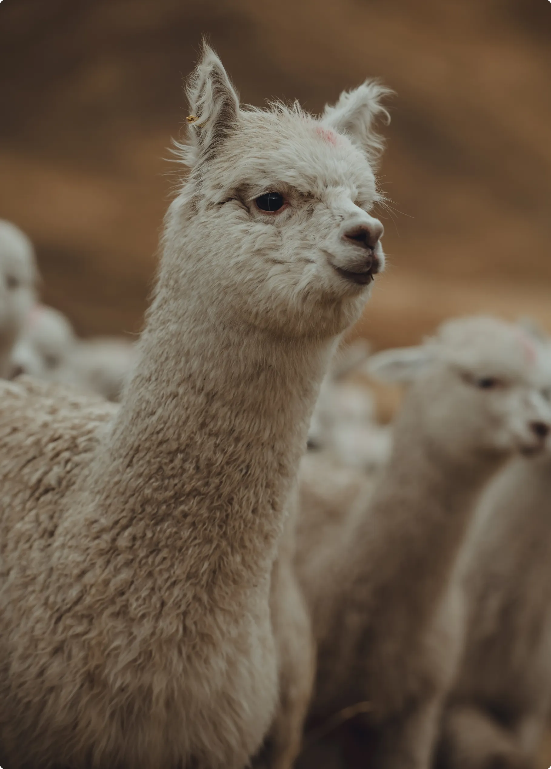alpaca